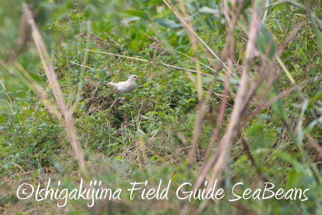 9%e6%9c%8824%e6%97%a5%e7%9f%b3%e5%9e%a3%e5%b3%b6%e3%83%90%e3%83%bc%e3%83%89%e3%82%a6%e3%82%aa%e3%83%83%e3%83%81%e3%83%b3%e3%82%b0%ef%bc%86%e9%87%8e%e9%b3%a5%e6%92%ae%e5%bd%b1%e3%82%ac%e3%82%a4