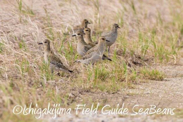 9%e6%9c%8830%e6%97%a5%e7%9f%b3%e5%9e%a3%e5%b3%b6%e3%83%90%e3%83%bc%e3%83%89%e3%82%a6%e3%82%aa%e3%83%83%e3%83%81%e3%83%b3%e3%82%b0%ef%bc%86%e9%87%8e%e9%b3%a5%e6%92%ae%e5%bd%b1%e3%82%ac%e3%82%a4