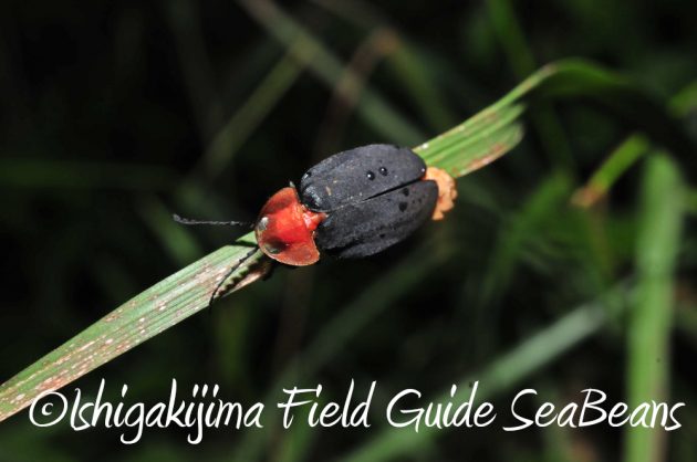 9%e6%9c%8822%e6%97%a5%e7%9f%b3%e5%9e%a3%e5%b3%b6%e3%83%8a%e3%82%a4%e3%83%88%e3%83%84%e3%82%a2%e3%83%bc2