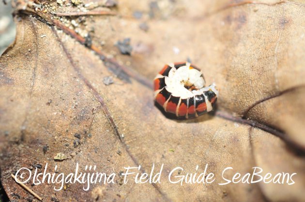 9%e6%9c%8825%e6%97%a5%e7%9f%b3%e5%9e%a3%e5%b3%b6%e3%83%8a%e3%82%a4%e3%83%88%e3%83%84%e3%82%a2%e3%83%bc11