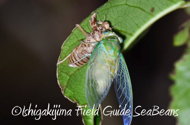 9%e6%9c%8822%e6%97%a5%e7%9f%b3%e5%9e%a3%e5%b3%b6%e3%83%8a%e3%82%a4%e3%83%88%e3%83%84%e3%82%a2%e3%83%bc20