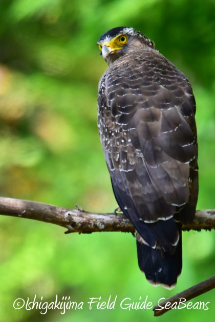 9月4日石垣島バードウオッチング&野鳥撮影ガイド19