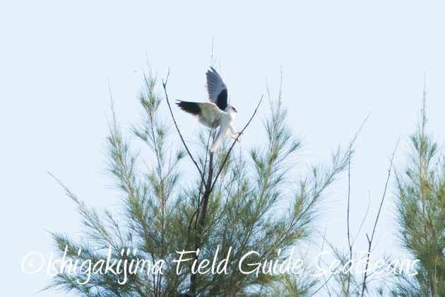 9%e6%9c%8812%e6%97%a5%e7%9f%b3%e5%9e%a3%e5%b3%b6%e3%83%90%e3%83%bc%e3%83%89%e3%82%a6%e3%82%aa%e3%83%83%e3%83%81%e3%83%b3%e3%82%b0%ef%bc%86%e9%87%8e%e9%b3%a5%e6%92%ae%e5%bd%b1%e3%82%ac%e3%82%a4