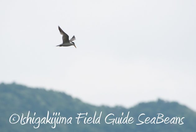 9%e6%9c%889%e6%97%a5%e7%9f%b3%e5%9e%a3%e5%b3%b6%e3%83%90%e3%83%bc%e3%83%89%e3%82%a6%e3%82%aa%e3%83%83%e3%83%81%e3%83%b3%e3%82%b0%ef%bc%86%e9%87%8e%e9%b3%a5%e6%92%ae%e5%bd%b1%e3%82%ac%e3%82%a4%e3%83%89