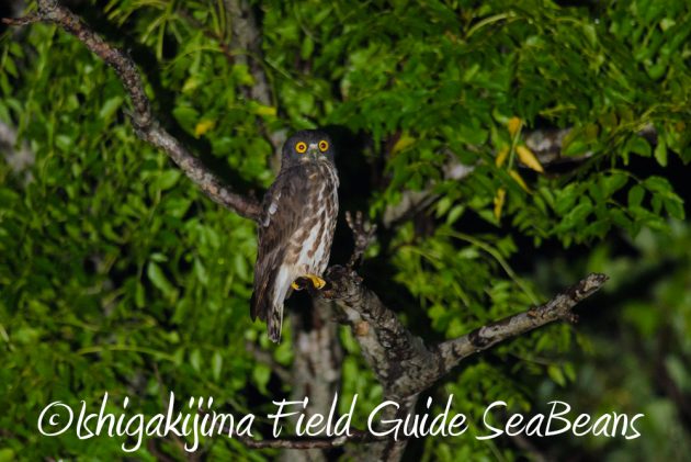 9%e6%9c%8812%e6%97%a5%e7%9f%b3%e5%9e%a3%e5%b3%b6%e3%83%8a%e3%82%a4%e3%83%88%e3%83%84%e3%82%a2%e3%83%bc5