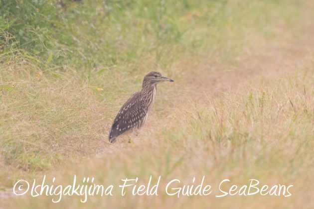 9月6日石垣島バードウオッチング&野鳥撮影ガイド13