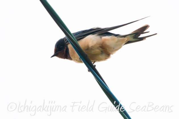 9%e6%9c%8822%e6%97%a5%e7%9f%b3%e5%9e%a3%e5%b3%b6%e3%83%90%e3%83%bc%e3%83%89%e3%82%a6%e3%82%aa%e3%83%83%e3%83%81%e3%83%b3%e3%82%b0%ef%bc%86%e9%87%8e%e9%b3%a5%e6%92%ae%e5%bd%b1%e3%82%ac%e3%82%a4