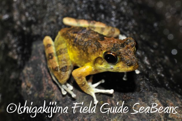 9%e6%9c%8822%e6%97%a5%e7%9f%b3%e5%9e%a3%e5%b3%b6%e3%83%8a%e3%82%a4%e3%83%88%e3%83%84%e3%82%a2%e3%83%bc6