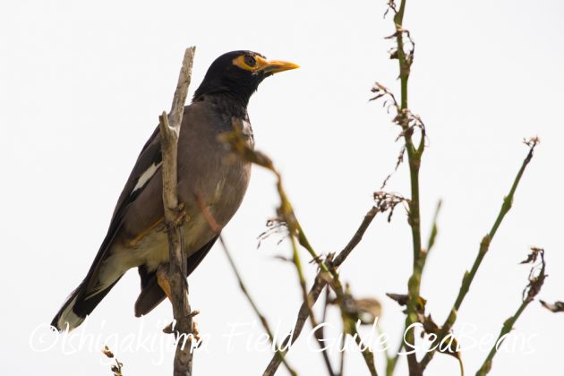 9%e6%9c%8830%e6%97%a5%e7%9f%b3%e5%9e%a3%e5%b3%b6%e3%83%90%e3%83%bc%e3%83%89%e3%82%a6%e3%82%aa%e3%83%83%e3%83%81%e3%83%b3%e3%82%b0%ef%bc%86%e9%87%8e%e9%b3%a5%e6%92%ae%e5%bd%b1%e3%82%ac%e3%82%a4