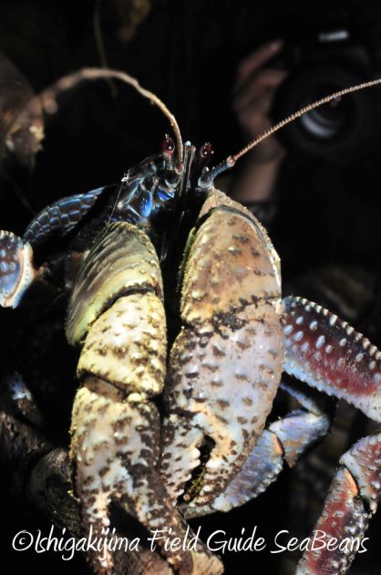 9%e6%9c%8819%e6%97%a5%e7%9f%b3%e5%9e%a3%e5%b3%b6%e3%83%8a%e3%82%a4%e3%83%88%e3%83%84%e3%82%a2%e3%83%bc8