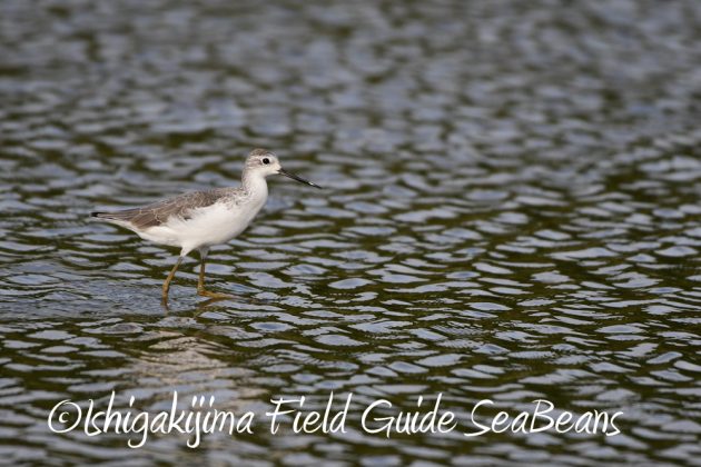 9%e6%9c%8830%e6%97%a5%e7%9f%b3%e5%9e%a3%e5%b3%b6%e3%83%90%e3%83%bc%e3%83%89%e3%82%a6%e3%82%aa%e3%83%83%e3%83%81%e3%83%b3%e3%82%b0%ef%bc%86%e9%87%8e%e9%b3%a5%e6%92%ae%e5%bd%b1%e3%82%ac%e3%82%a4