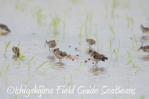 9%e6%9c%8816%e6%97%a5%e7%9f%b3%e5%9e%a3%e5%b3%b6%e3%81%ae%e9%87%8e%e9%b3%a5%e3%81%9f%e3%81%a18