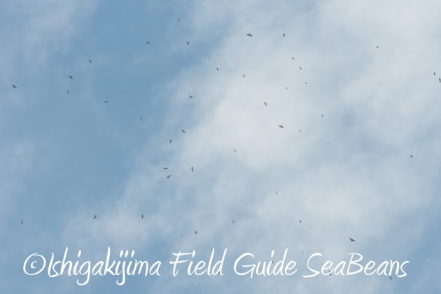 9%e6%9c%8821%e6%97%a5%e7%9f%b3%e5%9e%a3%e5%b3%b6%e3%83%90%e3%83%bc%e3%83%89%e3%82%a6%e3%82%aa%e3%83%83%e3%83%81%e3%83%b3%e3%82%b0%ef%bc%86%e9%87%8e%e9%b3%a5%e6%92%ae%e5%bd%b1%e3%82%ac%e3%82%a4