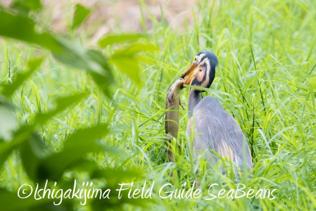 9%e6%9c%8813%e6%97%a5%e7%9f%b3%e5%9e%a3%e5%b3%b6%e3%83%90%e3%83%bc%e3%83%89%e3%82%a6%e3%82%aa%e3%83%83%e3%83%81%e3%83%b3%e3%82%b0%ef%bc%86%e9%87%8e%e9%b3%a5%e6%92%ae%e5%bd%b1%e3%82%ac%e3%82%a4