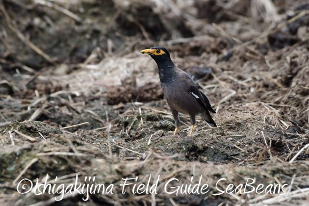 9%e6%9c%8821%e6%97%a5%e7%9f%b3%e5%9e%a3%e5%b3%b6%e3%83%90%e3%83%bc%e3%83%89%e3%82%a6%e3%82%aa%e3%83%83%e3%83%81%e3%83%b3%e3%82%b0%ef%bc%86%e9%87%8e%e9%b3%a5%e6%92%ae%e5%bd%b1%e3%82%ac%e3%82%a4