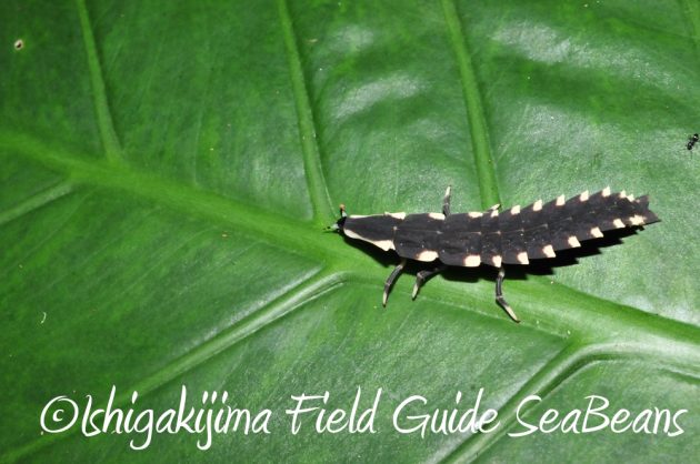 9%e6%9c%8812%e6%97%a5%e7%9f%b3%e5%9e%a3%e5%b3%b6%e3%83%8a%e3%82%a4%e3%83%88%e3%83%84%e3%82%a2%e3%83%bc6