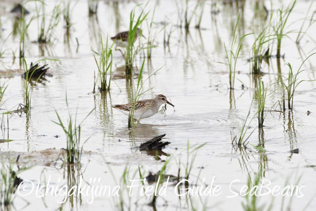 9%e6%9c%888%e6%97%a5%e7%9f%b3%e5%9e%a3%e5%b3%b6%e3%83%90%e3%83%bc%e3%83%89%e3%82%a6%e3%82%aa%e3%83%83%e3%83%81%e3%83%b3%e3%82%b0%e3%82%ac%e3%82%a4%e3%83%8914