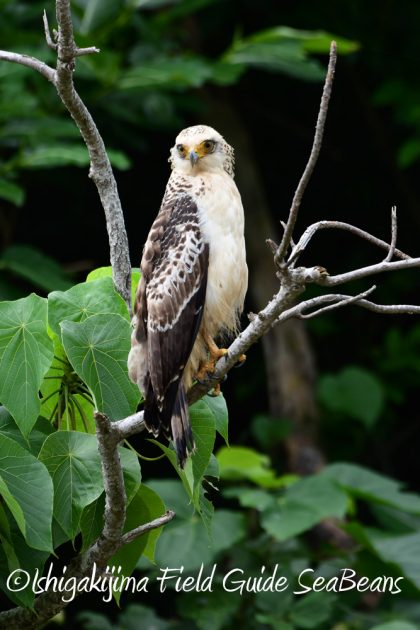 9%e6%9c%8810%e6%97%a5%e7%9f%b3%e5%9e%a3%e5%b3%b6%e3%83%90%e3%83%bc%e3%83%89%e3%82%a6%e3%82%aa%e3%83%83%e3%83%81%e3%83%b3%e3%82%b0%ef%bc%86%e9%87%8e%e9%b3%a5%e6%92%ae%e5%bd%b1%e3%82%ac%e3%82%a4