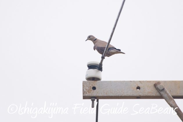 9%e6%9c%8826%e6%97%a5%e7%9f%b3%e5%9e%a3%e5%b3%b6%e3%83%90%e3%83%bc%e3%83%89%e3%82%a6%e3%82%aa%e3%83%83%e3%83%81%e3%83%b3%e3%82%b0%ef%bc%86%e9%87%8e%e9%b3%a5%e6%92%ae%e5%bd%b1%e3%82%ac%e3%82%a4