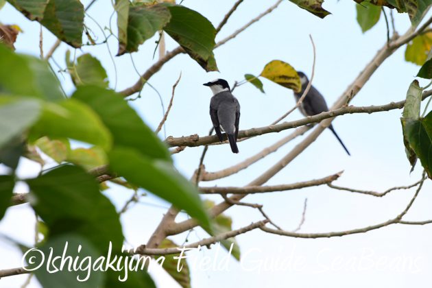 9%e6%9c%8822%e6%97%a5%e7%9f%b3%e5%9e%a3%e5%b3%b6%e3%83%90%e3%83%bc%e3%83%89%e3%82%a6%e3%82%aa%e3%83%83%e3%83%81%e3%83%b3%e3%82%b0%ef%bc%86%e9%87%8e%e9%b3%a5%e6%92%ae%e5%bd%b1%e3%82%ac%e3%82%a4