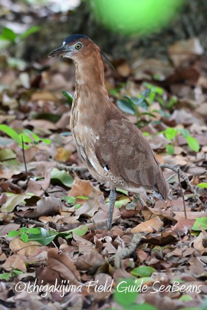 9%e6%9c%889%e6%97%a5%e7%9f%b3%e5%9e%a3%e5%b3%b6%e3%83%90%e3%83%bc%e3%83%89%e3%82%a6%e3%82%aa%e3%83%83%e3%83%81%e3%83%b3%e3%82%b0%ef%bc%86%e9%87%8e%e9%b3%a5%e6%92%ae%e5%bd%b1%e3%82%ac%e3%82%a4%e3%83%89