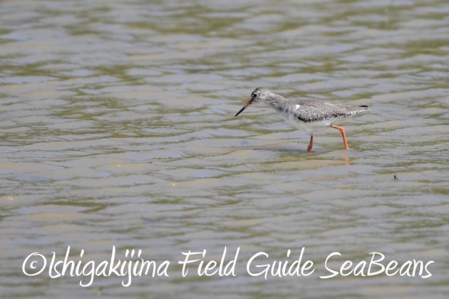 9%e6%9c%8824%e6%97%a5%e7%9f%b3%e5%9e%a3%e5%b3%b6%e3%83%90%e3%83%bc%e3%83%89%e3%82%a6%e3%82%aa%e3%83%83%e3%83%81%e3%83%b3%e3%82%b0%ef%bc%86%e9%87%8e%e9%b3%a5%e6%92%ae%e5%bd%b1%e3%82%ac%e3%82%a4