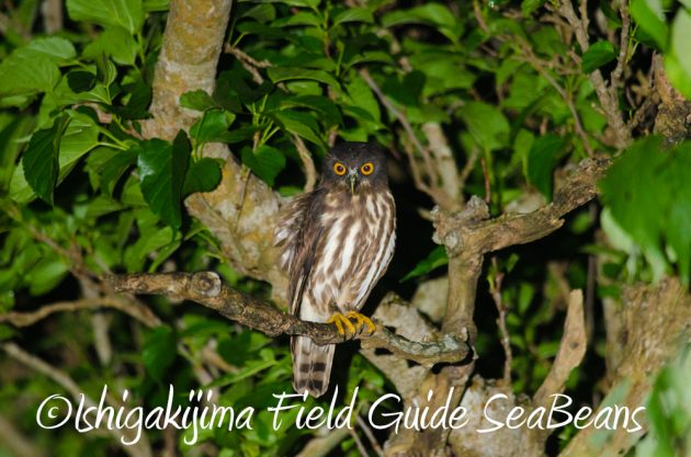 9%e6%9c%8814%e6%97%a5%e7%9f%b3%e5%9e%a3%e5%b3%b6%e3%83%8a%e3%82%a4%e3%83%88%e3%83%84%e3%82%a2%e3%83%bc4