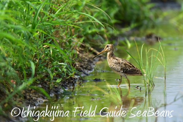 9月4日石垣島バードウオッチング&野鳥撮影ガイド15