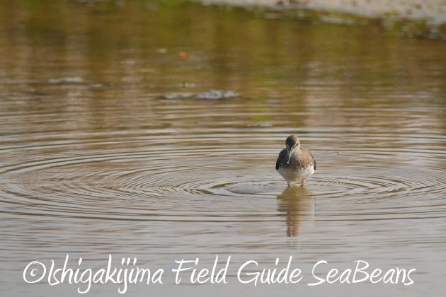 9月3日石垣島バードウオッチング＆野鳥撮影ガイド4