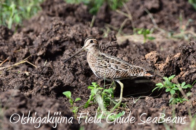 9%e6%9c%8828%e6%97%a5%e7%9f%b3%e5%9e%a3%e5%b3%b6%e3%83%90%e3%83%bc%e3%83%89%e3%82%a6%e3%82%aa%e3%83%83%e3%83%81%e3%83%b3%e3%82%b0%ef%bc%86%e9%87%8e%e9%b3%a5%e8%a6%b3%e5%af%9f%e3%82%ac%e3%82%a4