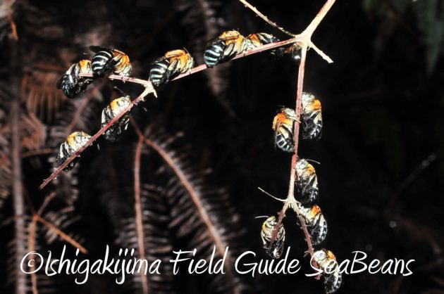 9%e6%9c%8814%e6%97%a5%e7%9f%b3%e5%9e%a3%e5%b3%b6%e3%83%8a%e3%82%a4%e3%83%88%e3%83%84%e3%82%a2%e3%83%bc11