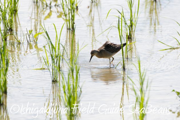 9%e6%9c%8812%e6%97%a5%e7%9f%b3%e5%9e%a3%e5%b3%b6%e3%83%90%e3%83%bc%e3%83%89%e3%82%a6%e3%82%aa%e3%83%83%e3%83%81%e3%83%b3%e3%82%b0%ef%bc%86%e9%87%8e%e9%b3%a5%e6%92%ae%e5%bd%b1%e3%82%ac%e3%82%a4