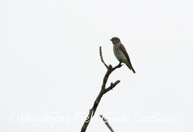 9%e6%9c%8810%e6%97%a5%e7%9f%b3%e5%9e%a3%e5%b3%b6%e3%83%90%e3%83%bc%e3%83%89%e3%82%a6%e3%82%aa%e3%83%83%e3%83%81%e3%83%b3%e3%82%b0%ef%bc%86%e9%87%8e%e9%b3%a5%e6%92%ae%e5%bd%b1%e3%82%ac%e3%82%a4