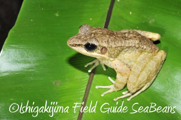 9%e6%9c%8825%e6%97%a5%e7%9f%b3%e5%9e%a3%e5%b3%b6%e3%83%8a%e3%82%a4%e3%83%88%e3%83%84%e3%82%a2%e3%83%bc6