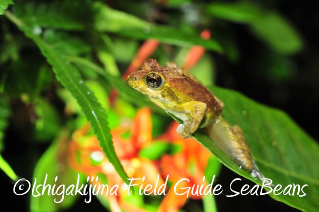 9%e6%9c%889%e6%97%a5%e7%9f%b3%e5%9e%a3%e5%b3%b6%e3%83%8a%e3%82%a4%e3%83%88%e3%83%84%e3%82%a2%e3%83%bc5