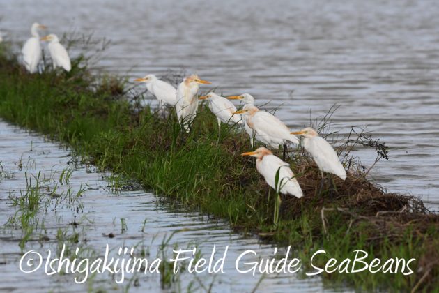 9月7日石垣島バードウオッチング&野鳥撮影ガイド3
