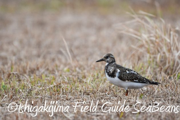 9%e6%9c%8816%e6%97%a5%e7%9f%b3%e5%9e%a3%e5%b3%b6%e3%81%ae%e9%87%8e%e9%b3%a5%e3%81%9f%e3%81%a115