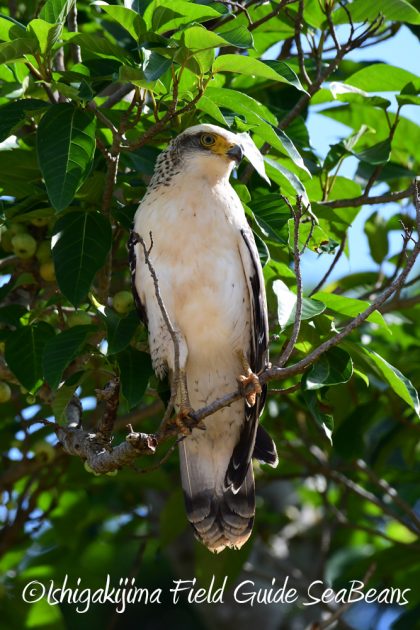 9%e6%9c%8824%e6%97%a5%e7%9f%b3%e5%9e%a3%e5%b3%b6%e3%83%90%e3%83%bc%e3%83%89%e3%82%a6%e3%82%aa%e3%83%83%e3%83%81%e3%83%b3%e3%82%b0%ef%bc%86%e9%87%8e%e9%b3%a5%e6%92%ae%e5%bd%b1%e3%82%ac%e3%82%a4