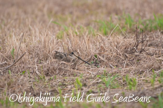 9%e6%9c%8826%e6%97%a5%e7%9f%b3%e5%9e%a3%e5%b3%b6%e3%83%90%e3%83%bc%e3%83%89%e3%82%a6%e3%82%aa%e3%83%83%e3%83%81%e3%83%b3%e3%82%b0%ef%bc%86%e9%87%8e%e9%b3%a5%e6%92%ae%e5%bd%b1%e3%82%ac%e3%82%a4