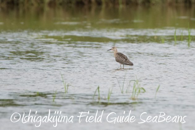 9%e6%9c%8822%e6%97%a5%e7%9f%b3%e5%9e%a3%e5%b3%b6%e3%83%90%e3%83%bc%e3%83%89%e3%82%a6%e3%82%aa%e3%83%83%e3%83%81%e3%83%b3%e3%82%b0%ef%bc%86%e9%87%8e%e9%b3%a5%e6%92%ae%e5%bd%b1%e3%82%ac%e3%82%a4