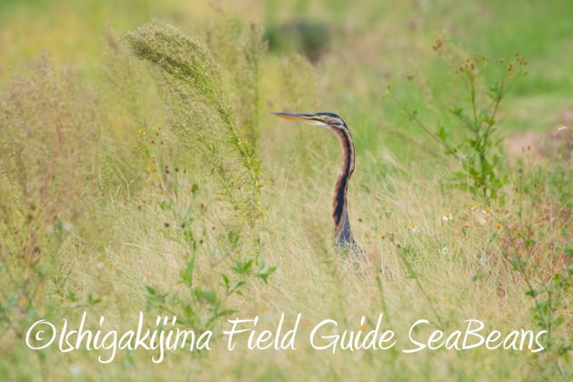C-_Users_SeaBeans_Desktop_9月5日石垣島バードウオッチング＆野鳥撮影ガイド10