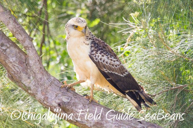 9月4日石垣島バードウオッチング&野鳥撮影ガイド18