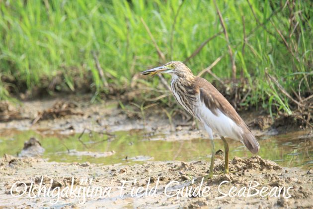 9月1日石垣島バードウオッチング&野鳥撮影ガイド7