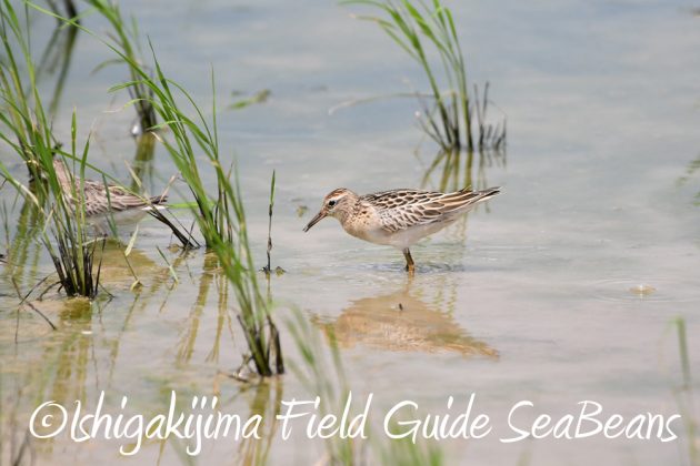 9%e6%9c%8822%e6%97%a5%e7%9f%b3%e5%9e%a3%e5%b3%b6%e3%83%90%e3%83%bc%e3%83%89%e3%82%a6%e3%82%aa%e3%83%83%e3%83%81%e3%83%b3%e3%82%b0%ef%bc%86%e9%87%8e%e9%b3%a5%e6%92%ae%e5%bd%b1%e3%82%ac%e3%82%a4