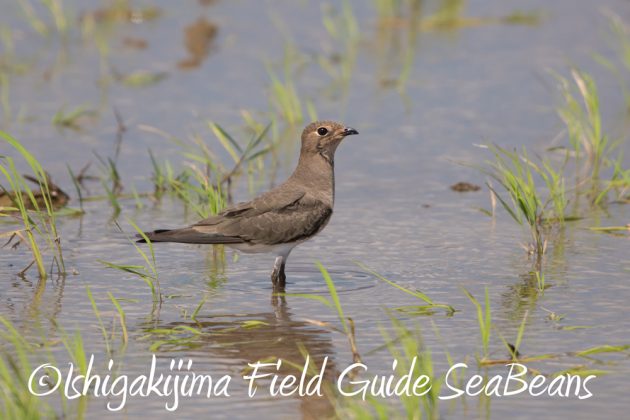 C-_Users_SeaBeans_Desktop_9月5日石垣島バードウオッチング＆野鳥撮影ガイド18