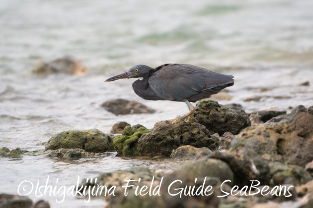 9%e6%9c%8814%e6%97%a5%e7%9f%b3%e5%9e%a3%e5%b3%b6%e3%83%90%e3%83%bc%e3%83%89%e3%82%a6%e3%82%aa%e3%83%83%e3%83%81%e3%83%b3%e3%82%b0%ef%bc%86%e9%87%8e%e9%b3%a5%e6%92%ae%e5%bd%b1%e3%82%ac%e3%82%a4