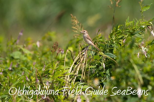 9%e6%9c%8824%e6%97%a5%e7%9f%b3%e5%9e%a3%e5%b3%b6%e3%83%90%e3%83%bc%e3%83%89%e3%82%a6%e3%82%aa%e3%83%83%e3%83%81%e3%83%b3%e3%82%b0%ef%bc%86%e9%87%8e%e9%b3%a5%e6%92%ae%e5%bd%b1%e3%82%ac%e3%82%a4