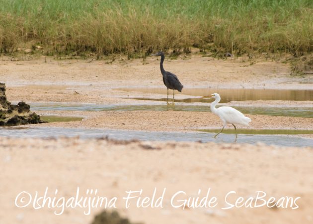 9%e6%9c%888%e6%97%a5%e7%9f%b3%e5%9e%a3%e5%b3%b6%e3%83%90%e3%83%bc%e3%83%89%e3%82%a6%e3%82%aa%e3%83%83%e3%83%81%e3%83%b3%e3%82%b0%e3%82%ac%e3%82%a4%e3%83%894