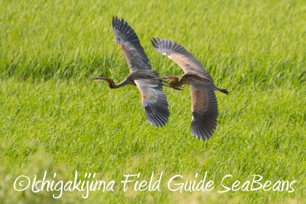 9%e6%9c%8824%e6%97%a5%e7%9f%b3%e5%9e%a3%e5%b3%b6%e3%83%90%e3%83%bc%e3%83%89%e3%82%a6%e3%82%aa%e3%83%83%e3%83%81%e3%83%b3%e3%82%b0%ef%bc%86%e9%87%8e%e9%b3%a5%e6%92%ae%e5%bd%b1%e3%82%ac%e3%82%a4