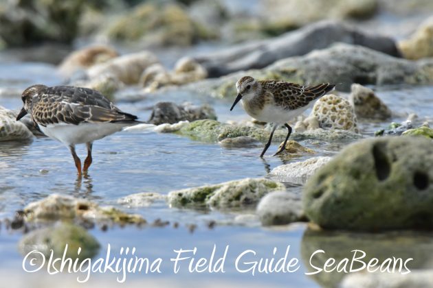 9月2日石垣島ヨーロッパトウネン8